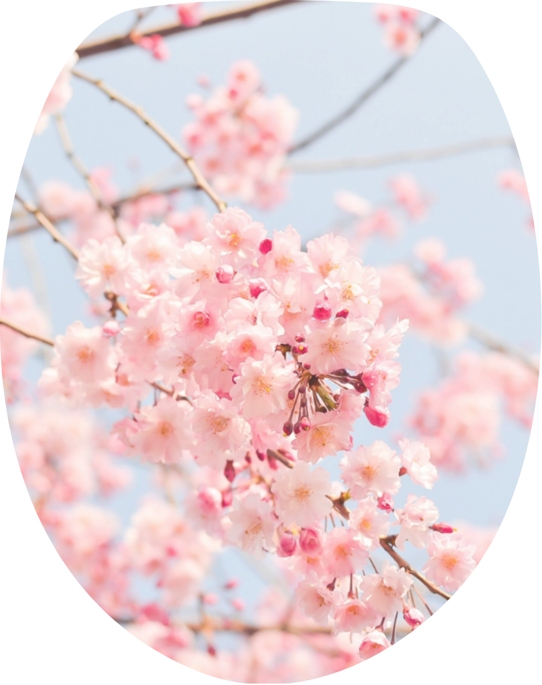 Cherry Blossom Bathroom Bundle